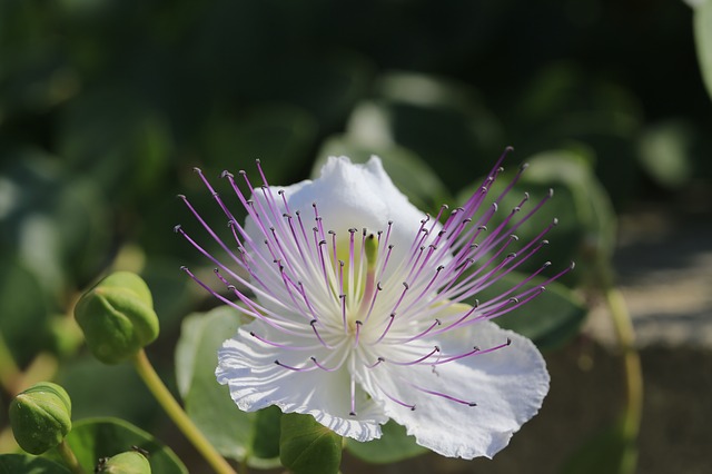 caper flowers